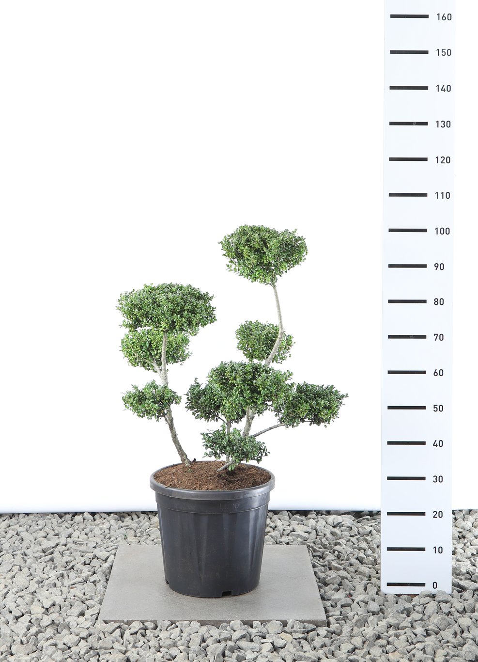 Ilex crenata 'Convexa' - 60-80 CM Multiplateau EXTRA in Cont.